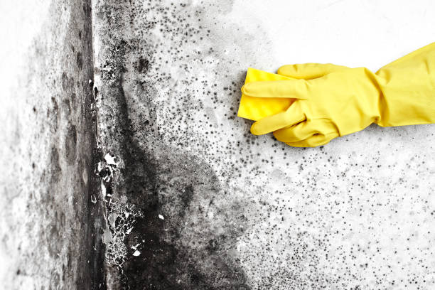 Best Local Mold Removal Service  in Edmond, OK