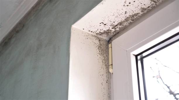 Best Office Mold Removal Services  in Edmond, OK