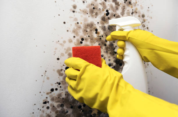 Best Emergency Mold Removal  in Edmond, OK