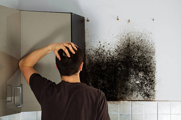 Best Black Mold Removal  in Edmond, OK